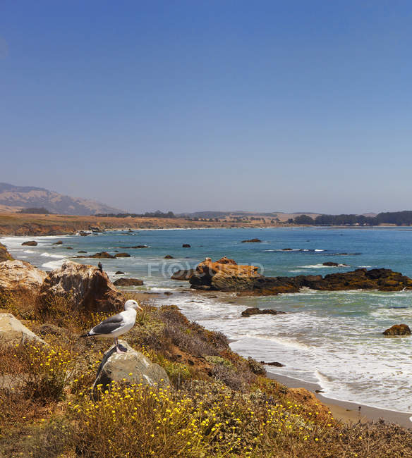 Möwe am felsigen strand, big sur, kalifornien, vereinigte staaten — Stockfoto