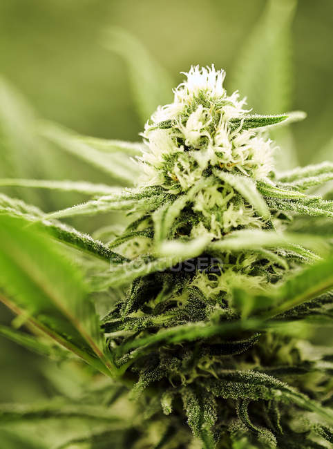 Primer plano de la planta de cannabis medicinal verde - foto de stock
