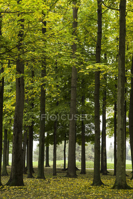 Green leaves on trees in lush countryside woodland — Stock Photo