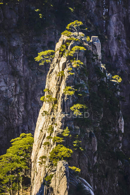 Bäume, die auf felsigen Bergen, Huangshan, Anhui, China wachsen — Stockfoto