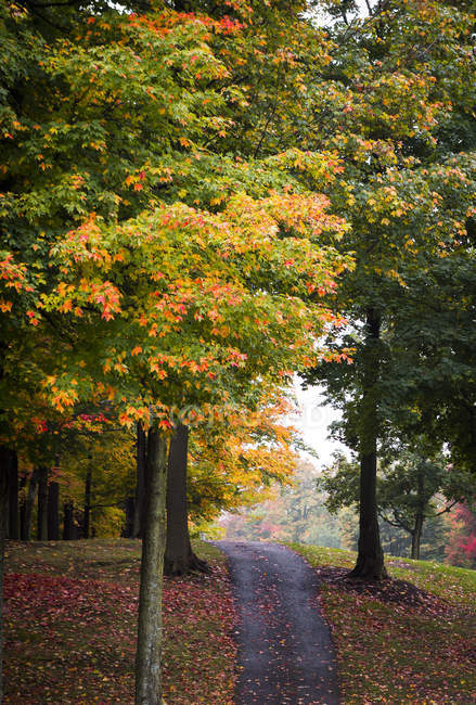 Chemin entre les arbres et les feuilles d'automne — Photo de stock