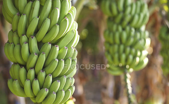 Primer plano de los plátanos verdes que crecen en el árbol - foto de stock