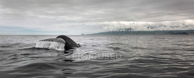 Coda di balena schizzi in acqua oceanica dalla costa portoghese — Foto stock