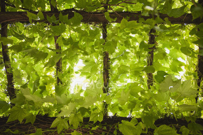 Low angle view of leaves growing on vines in rural vineyard — Stock Photo