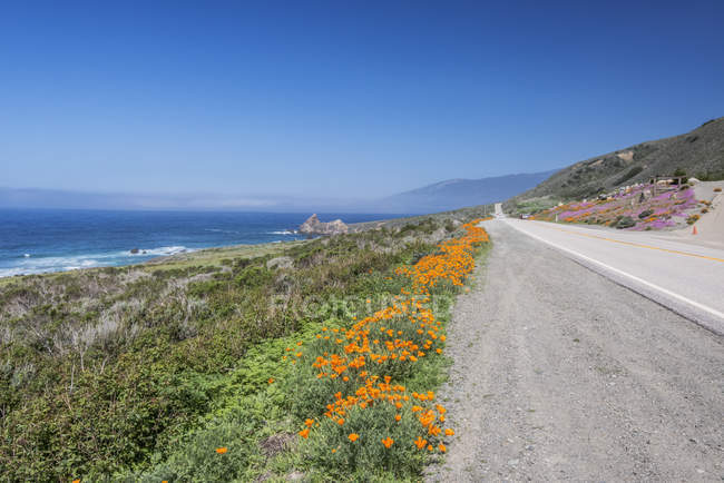Flores silvestres creciendo a lo largo de la carretera costera en Big Sur, California, EE.UU. - foto de stock