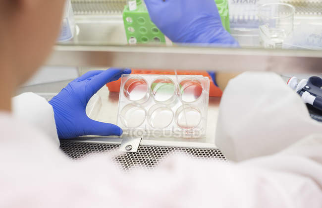 Hands of scientist using pipette and petri dish — Stock Photo