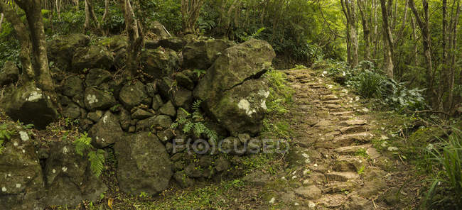 Camino de la suciedad en exuberante bosque con antiguos pasos rocosos - foto de stock