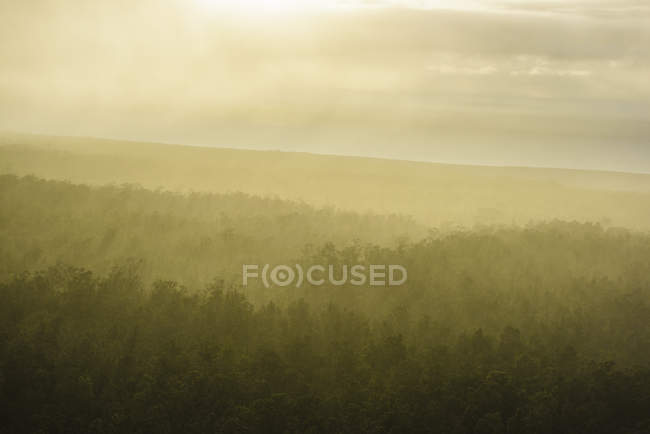 Nevoeiro sobre árvores na paisagem, Havaí, EUA — Fotografia de Stock