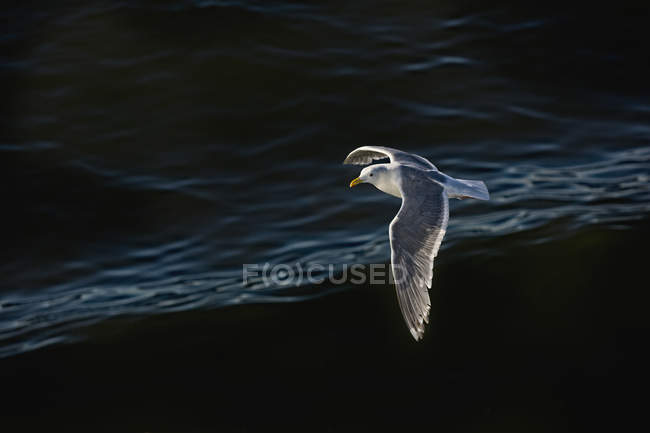 Pássaro-gaivota voando sobre a água ondulante — Fotografia de Stock