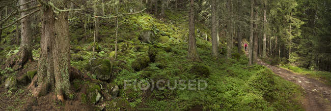 Panoramic view of woman walking on Mt Blanc trail in forest, Switzerland — Stock Photo
