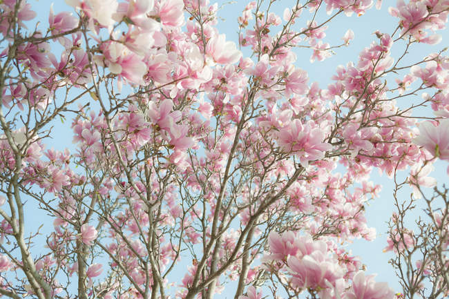 Vista ad angolo basso dei rami degli alberi in fiore con fiori rosa
. — Foto stock
