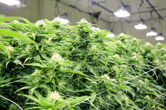 Plantas de cannabis que crecen en invernadero, medicina y concepto de cultivo legal
. — Stock Photo