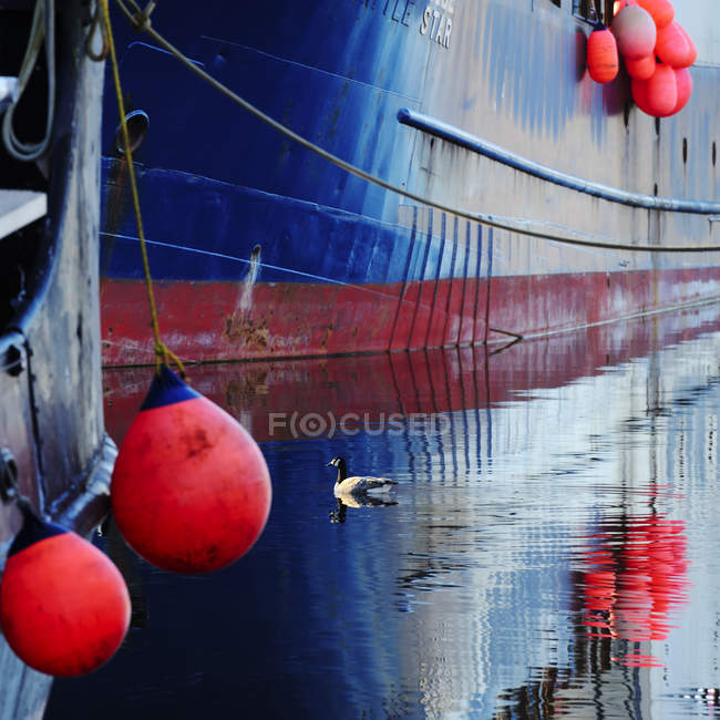 Pato nadando no porto urbano por navio comercial azul em Seattle, EUA — Fotografia de Stock