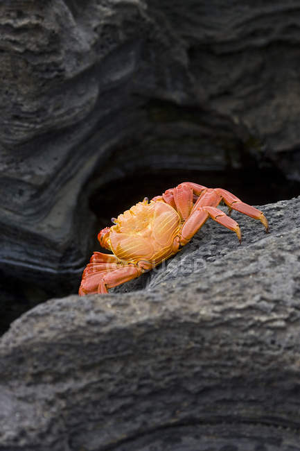 Close-up de caranguejo rastejando na formação de rocha — Fotografia de Stock