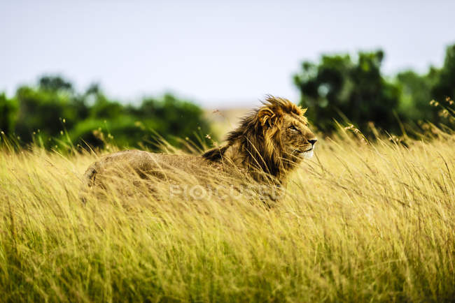 León de pie en la hierba alta en África - foto de stock