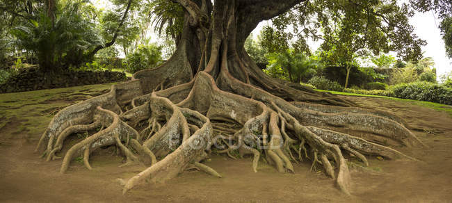 Возвышенные корни деревьев в парке имени Антуанио Борхеса, Португалия — стоковое фото