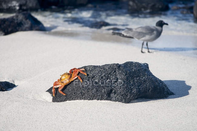 Краб ползает по пляжной скале, чайка ходит по песку на заднем плане — стоковое фото