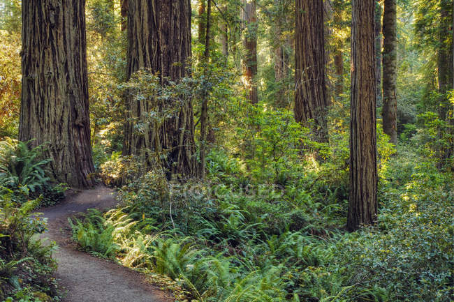 Caminho de terra na floresta com árvores e plantas verdes à luz do sol . — Fotografia de Stock