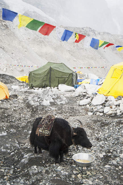 Yak eating from bowl at base camp, Everest, Khumbu region, Nepal — Stock Photo