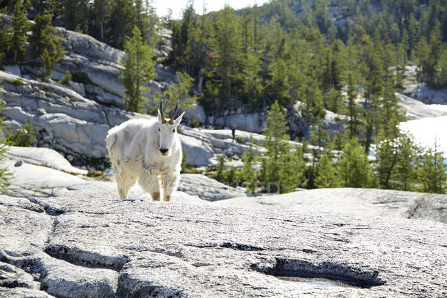 Cabra de montaña de pie en la ladera rocosa de América del Norte - foto de stock