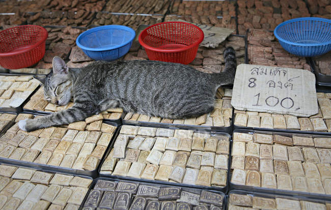 Cat sleeping on trinkets in marketplace — Stock Photo