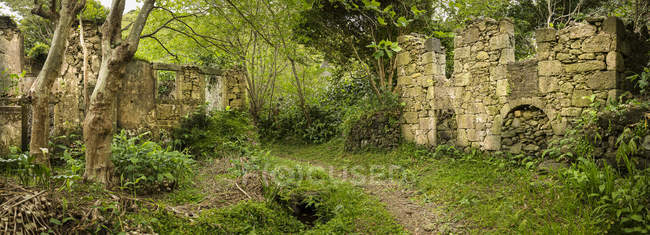Ruin buildings on dirt path in remote forest — Stock Photo