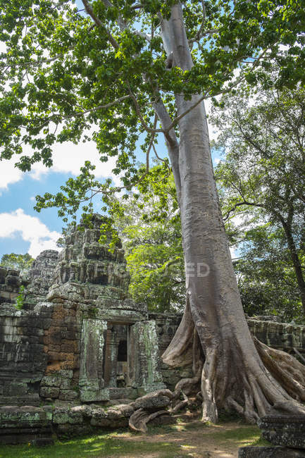 Дерево, растущее на древнем храме Та Пром, Сиемреап, Сиемреап, Камбоджа — стоковое фото