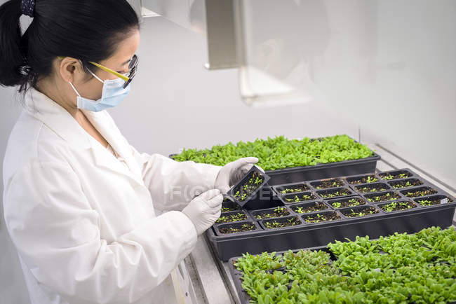 Asiatische Wissenschaftlerin untersucht Pflanzen im Labor. — Stockfoto