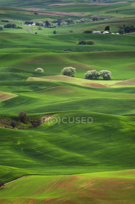 Colinas verdes rolantes na paisagem rural de Palouse, Washington, EUA — Fotografia de Stock