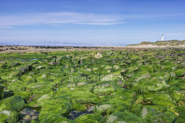 Водоросли, покрывающие скалы на пляже, Мбаппе, Кэтлин, Новая Зеландия — стоковое фото