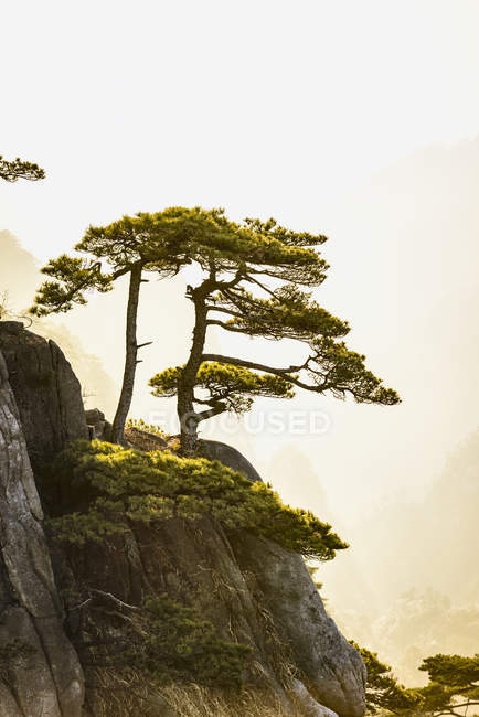 Bäume wachsen auf nebligen felsigen Bergen, Huangshan, Anhui, China — Stockfoto