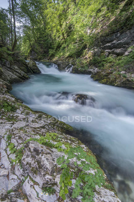 Blurred view of rocky creek water in forest — Stock Photo