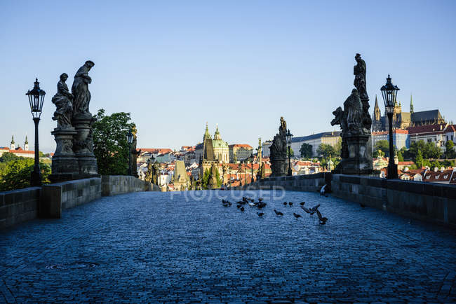 Pigeons on brick path in Prague cityscape, Czech Republic — Stock Photo