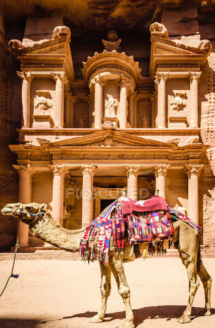 Верблюд в упряжке у древнего здания, Иордания — стоковое фото