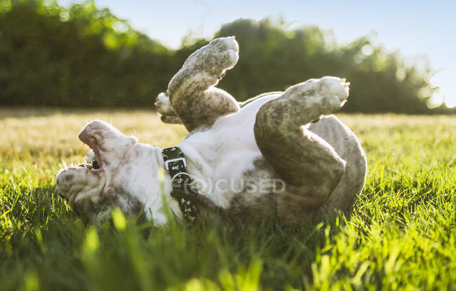 Cute English Bulldog puppy rolling in field in sunlight — Stock Photo