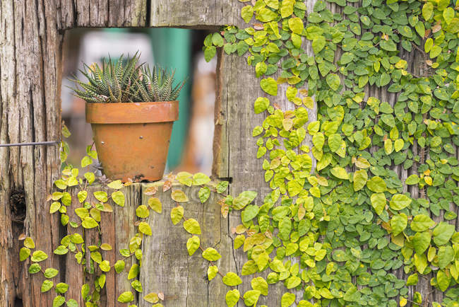Pot sitting in sill of ivy-covered wooden wall — Stock Photo