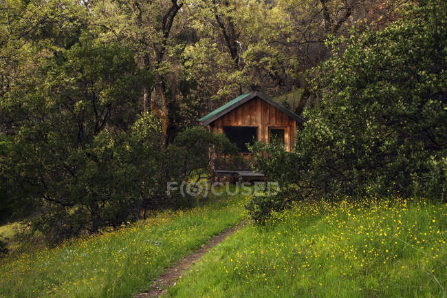 Feldweg führt zu Holzhaus im Wald. — Stockfoto