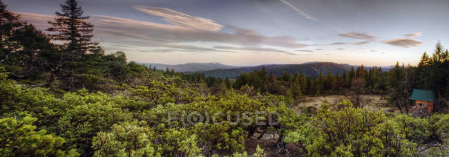 Vue panoramique de la cime des arbres de la forêt verte au coucher du soleil . — Photo de stock