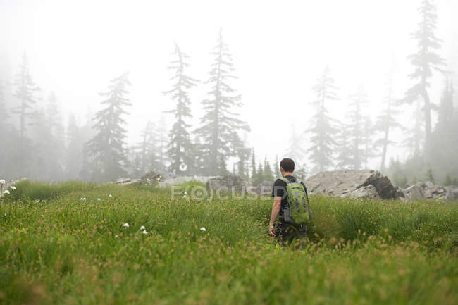Visão traseira do homem caminhando no campo rural verde — Fotografia de Stock