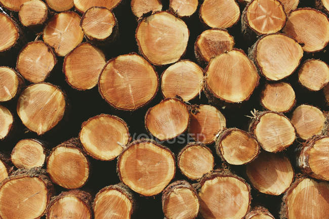 Im Wald gestapelte Fichten, Schierlings- und Tannen-Stämme — Stockfoto