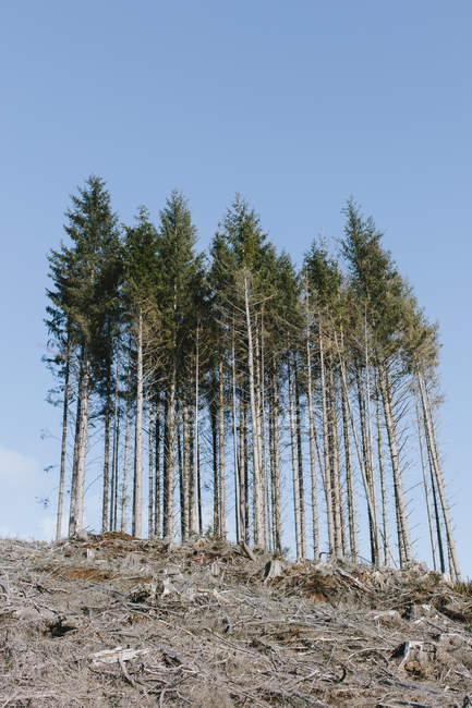 Paisaje de ladera abierta con troncos y troncos de abetos, cicutas y abetos contra el cielo azul - foto de stock