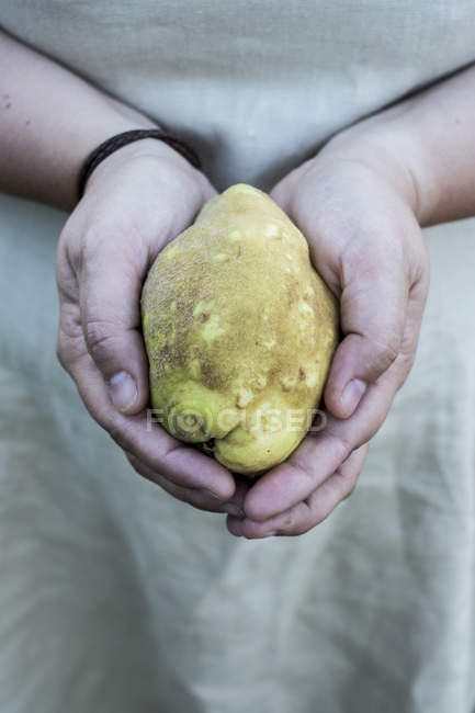Gros plan de la personne tenant des fruits de coing dans les mains — Photo de stock