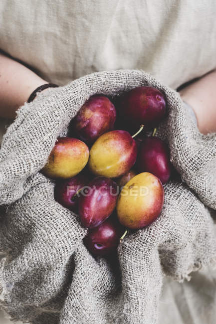 Close up of person holding fresh damsons in grey cloth. — Stock Photo