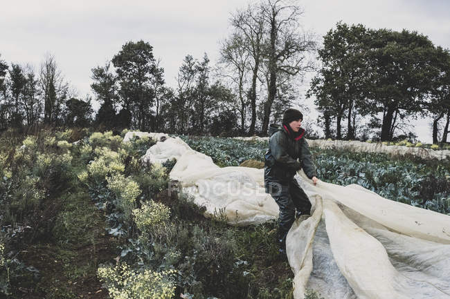 Woman standing in field, removing protective netting from vegetables. — Stock Photo