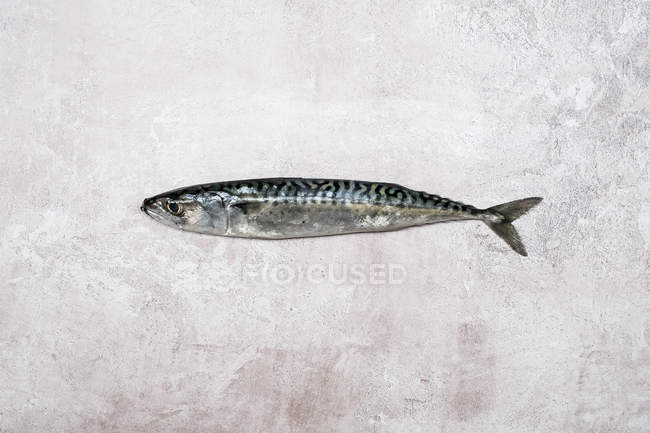 Draufsicht auf frischen Makrelenfisch auf rustikalem grauen Hintergrund. — Stockfoto