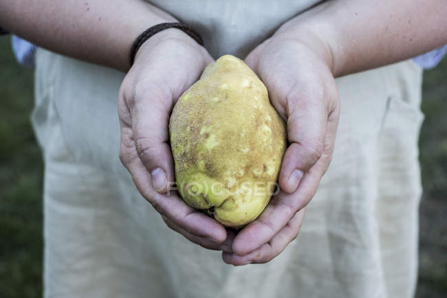 Nahaufnahme einer Person, die Quittenfrüchte in Händen hält — Stockfoto