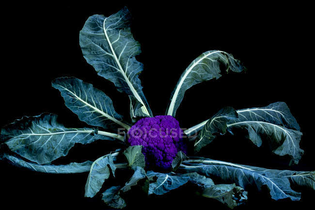 Gros plan du chou-fleur violet fraîchement récolté sur fond noir . — Photo de stock