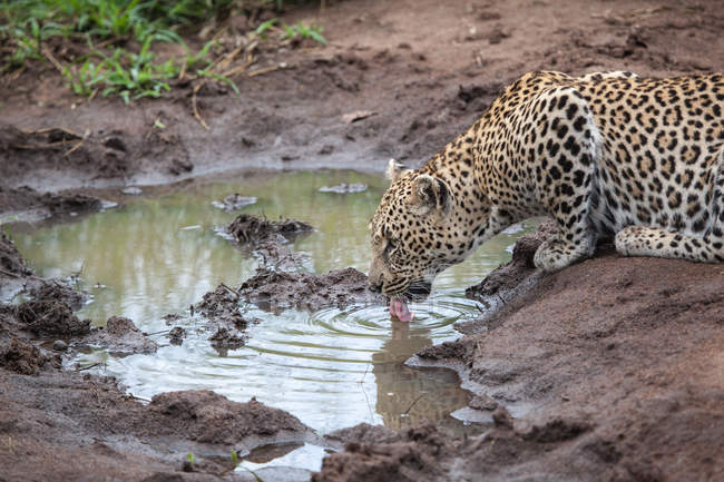 Леопард сидить і п'є воду з калюжі, язик на водяній щілині — стокове фото