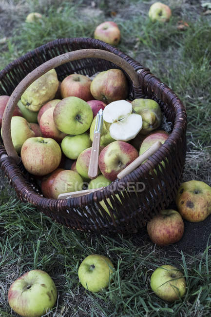 Vista ad alto angolo di mele appena raccolte nel cestino di vimini marrone . — Foto stock