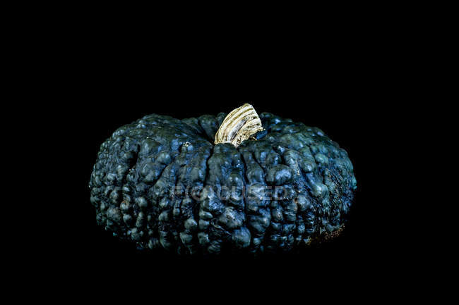 Close-up de abóbora azul knobbly no fundo preto . — Fotografia de Stock